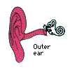 your outer ear!