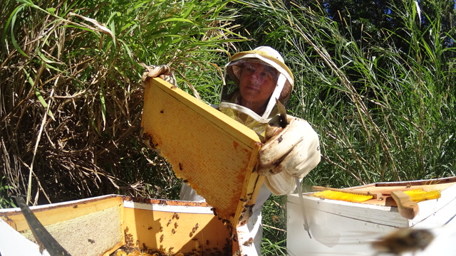 Beehive
                      Honey Harvest Maui