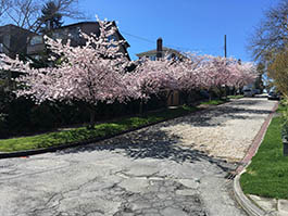 blossom boulevard
